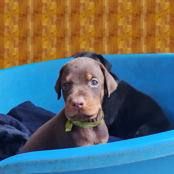 Cucciolo Dobermann marrone delle Giovani Promesse