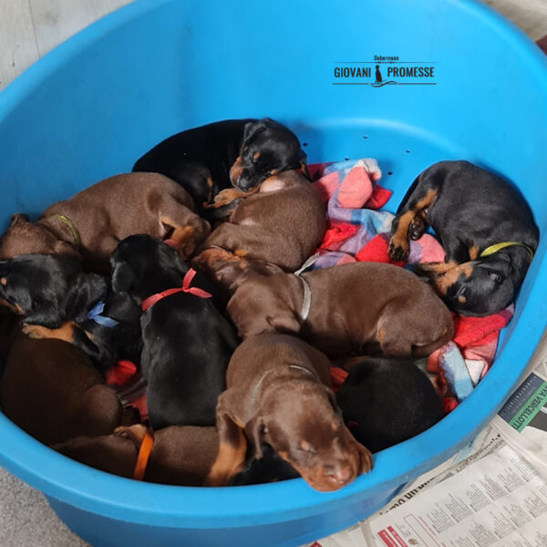 Cuccioli Dobermann delle Giovani Promesse