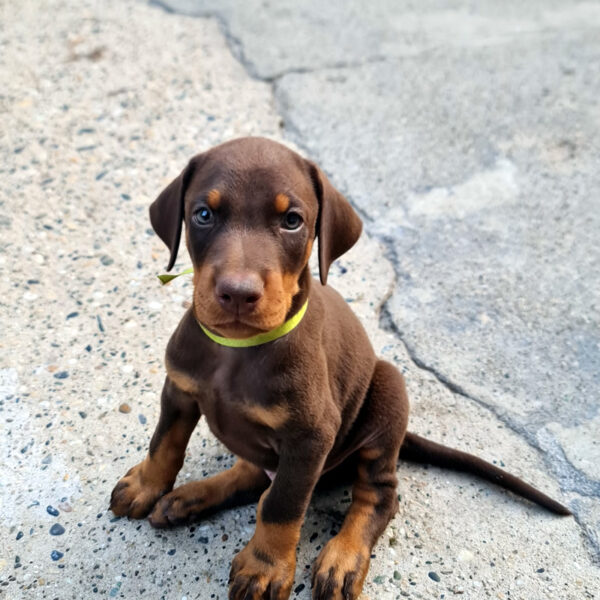 Cucciolo Dobermann marrone delle Giovani Promesse