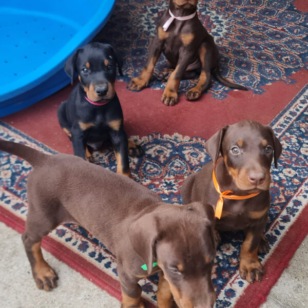 Cuccioli Dobermann delle Giovani Promesse