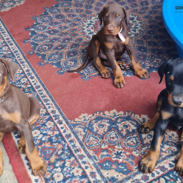 Cuccioli Dobermann delle Giovani Promesse