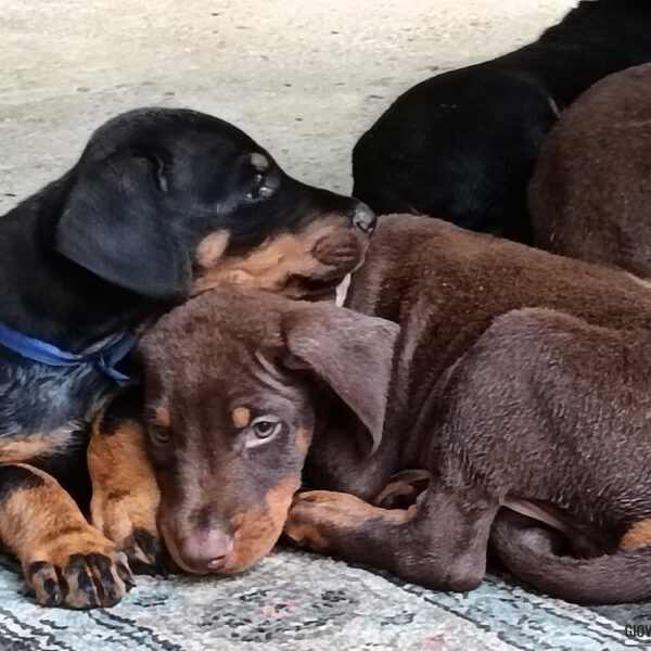 Cuccioli Dobermann delle Giovani Promesse