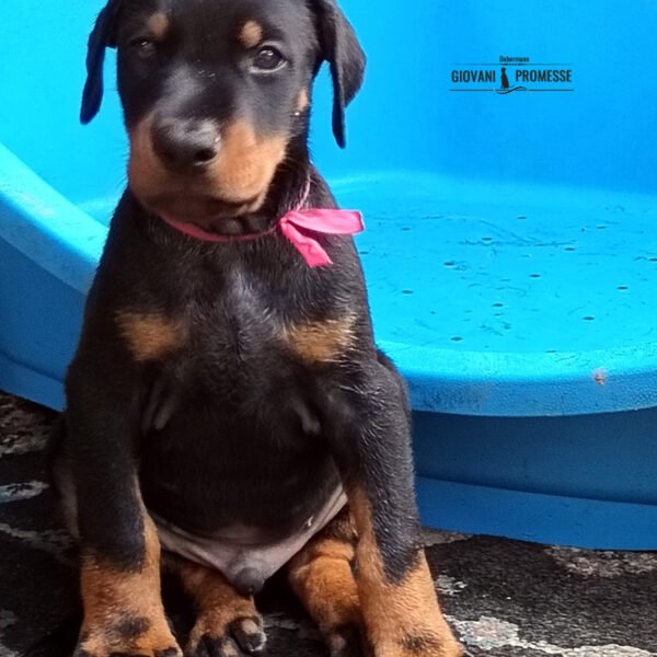 Cucciolo Dobermann nero focato delle Giovani Promesse