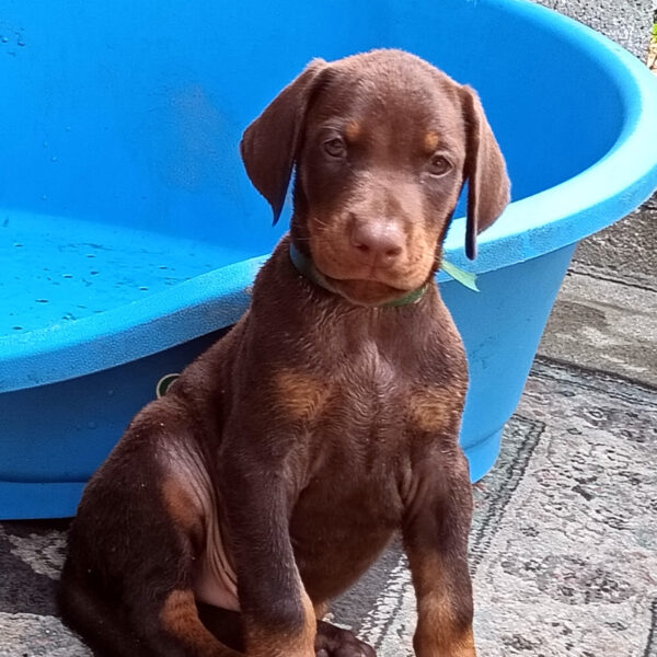 Cucciolo Dobermann marrone delle Giovani Promesse