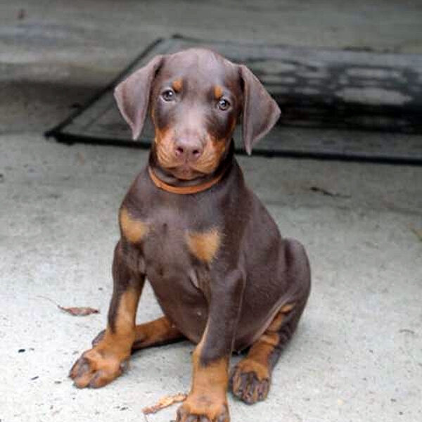 Cucciolo Dobermann delle Giovani Promesse