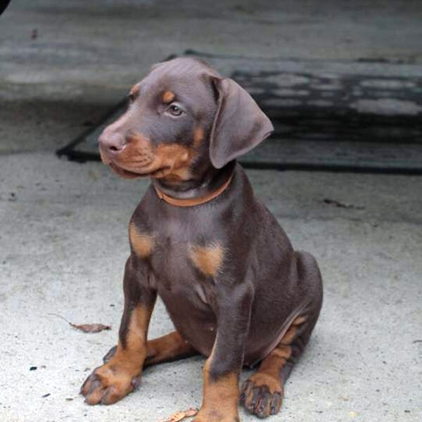 Cucciolo Dobermann delle Giovani Promesse