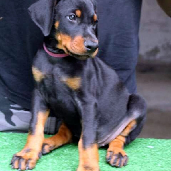 Cucciolo Dobermann delle Giovani Promesse