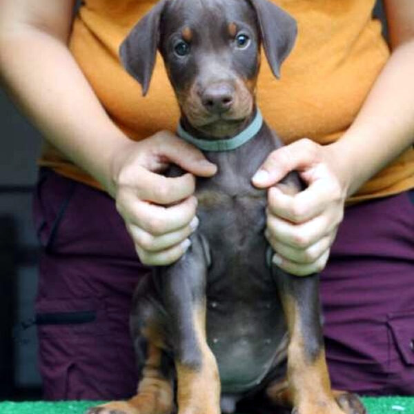 Cucciolo Dobermann delle Giovani Promesse