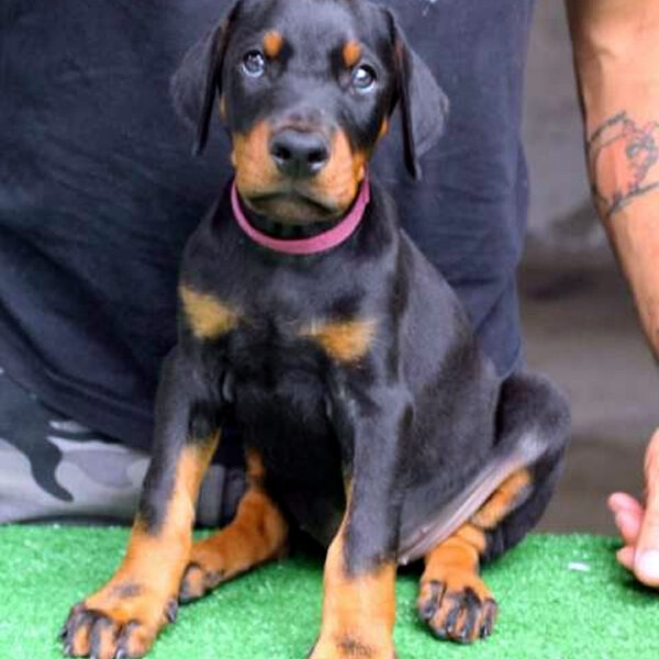 Cucciolo Dobermann delle Giovani Promesse