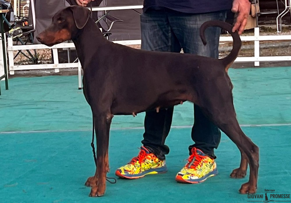 Campionessa Bosnia Herzegovina Marylin del Colle della Guardia